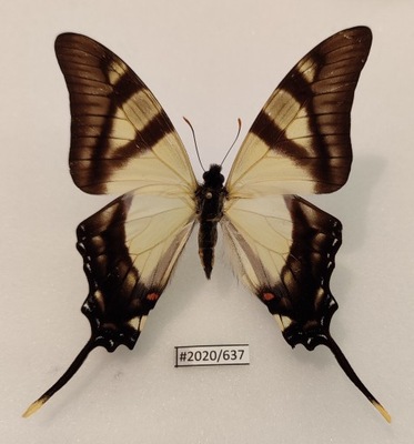 Motyl Eurytides serville samiec 80mm .