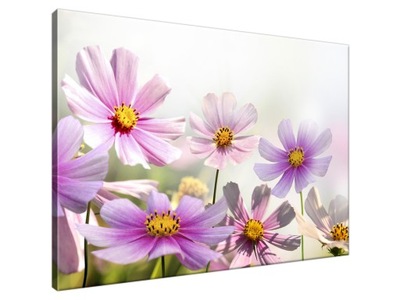 Obraz drukowany 70x50cm Delikatne kwiaty