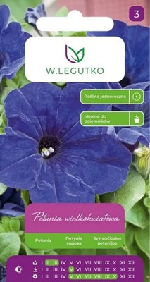 PETUNIA WIELKOKWIATOWA GRANATOWO-NIEBIESKA - bardzo dekoracyjna (L)