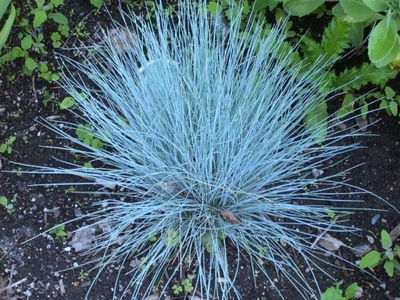 Kostrzewa sina Festuca Glauca- gat. I