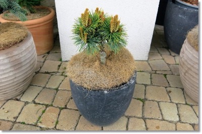Pinus parviflora 'Goldschmied' - Unikat !!!