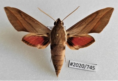 Motyl Theretra alecto .