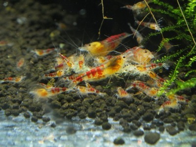 CALCEO RED GOLDEN DRAGON Caridina Krewetki