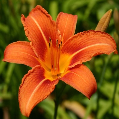 LILIOWIEC RDZAWY Hemerocallis fulva POMARAŃCZOWY