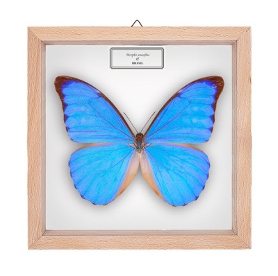 Motyl w gablotce Morpho anaxibia