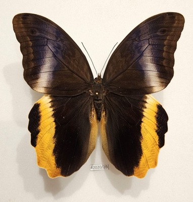 Motyl Caligo atreus samiec strona grzbietowa .