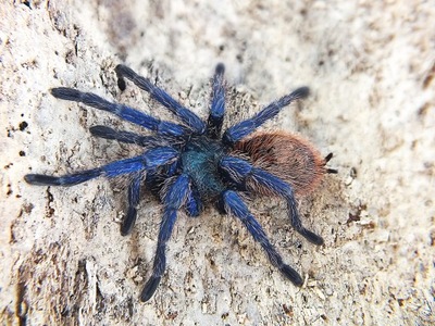 Chromatopelma cyaneopubescens samica(SpidersForge)