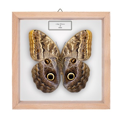 Motyl w gablotce Caligo illioneus 2