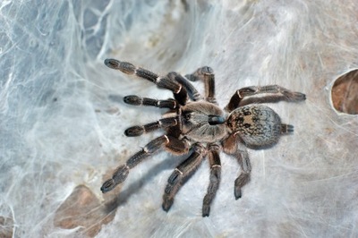 Ceratogyrus darlingi L1/2 - Spider Lublin