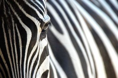 Zebra czarno-biała fototapeta do salonu 175x115 cm