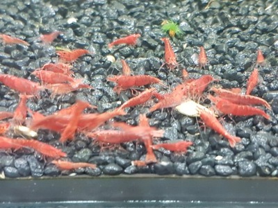 Krewetka Neocaridina SAKURA RED 10 szt