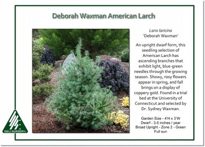 Larix laricina 'Deborah Waxman' - Unikat !!!