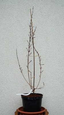 ABELIOFYLUM KOREAŃSKIE Abeliophyllum distichum - BIAŁA FORSYCJA