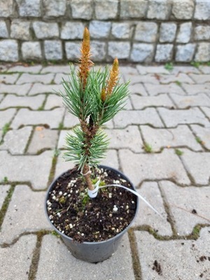 Sosna oścista 'Curly' Pinus aristata