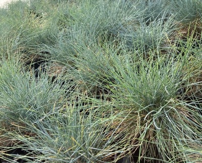 Festuca glauca Azurit - Kostrzewa sina