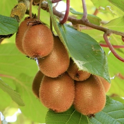 Aktinidia Jenny smakowita kiwi 2L Mini Kiwi