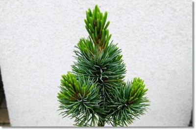 Pinus parviflora 'Kin-po' - !!!