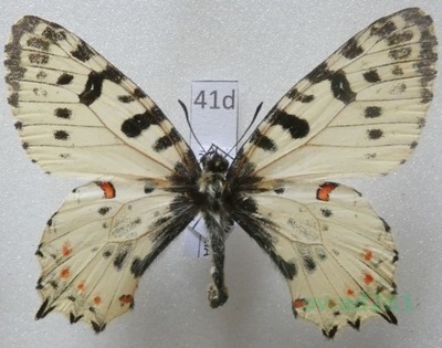 Allancastria cerisyi ferdinandi Stichel, 1907 samiec Bułgaria41d