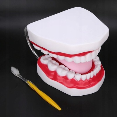Model dentystyczny Model zębów