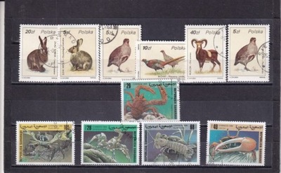 Fauna . 1999 . sahara . Kasow