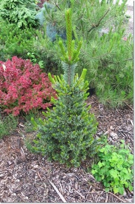 Pinus aristata 'Betwixt' - Duża !!!