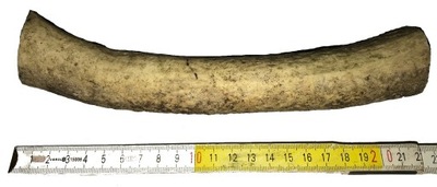 Róg jelenia knifemaking B