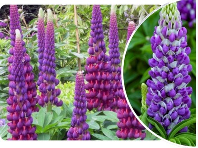 ŁUBIN 'lupinus' OGRODOWY FIOLETOWY