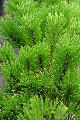 Pinus mugo 'Winter Gold' Sosna kosodrzewina 20-30 cm 5L