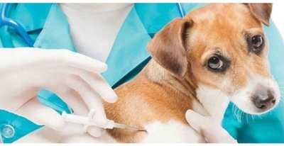 Mikrochip czip chip mikroczp 1.4 x 8 mm MINI 10 SZTUK