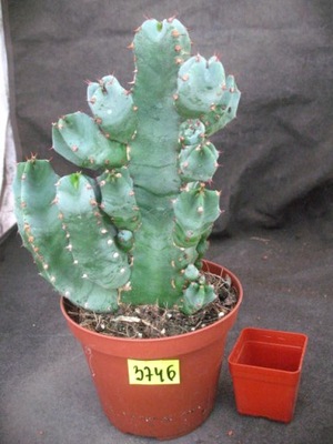 Euphorbia resinifera 3746 don10cm PB1019P