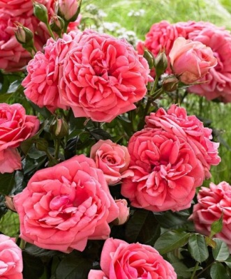 Róża Rabatowa - Różowa _ Sadzonki Balot