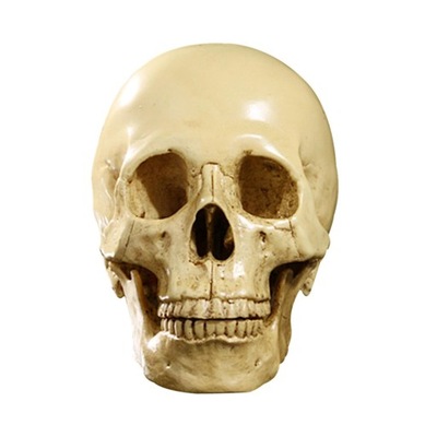 Ludzka czaszka Realistyczny model ludzkiej czaszki z żywicy