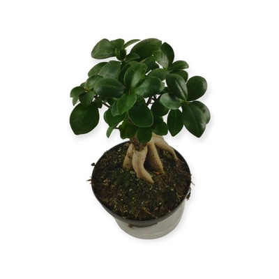 Bonsai Ficus mi Ginseng M