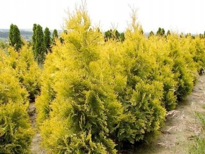 THUJA AURESCENS TUJA ŻYWOTNIK ZACHODNI RARYTAS P9