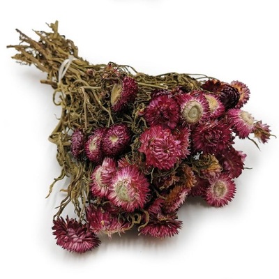 Kocanka Fuksja PREMIUM (Helichrysum) suszona