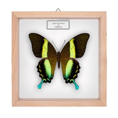 Motyl w gablotce Papilio blumei