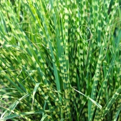 MISKANT (Miscanthus sinensis 'Little Zebra' PBR)