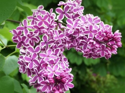 Lilak "syringa vulgaris" SENSONATION