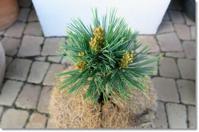 Pinus flexilis 'Piute' - !!! !!! !!!