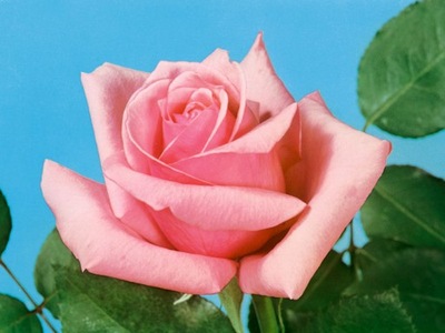 Róża wielkokwiatowa KAROLINA NR 1402