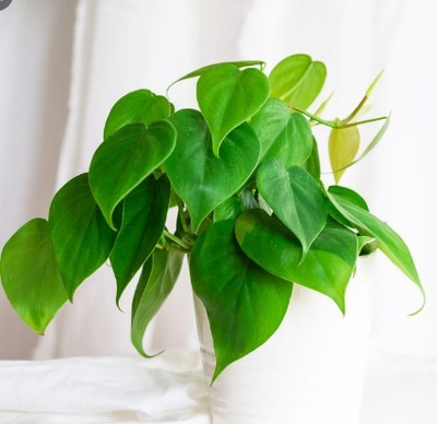 FILODENDRON ZIELONY PNĄCY Philodendron scandens