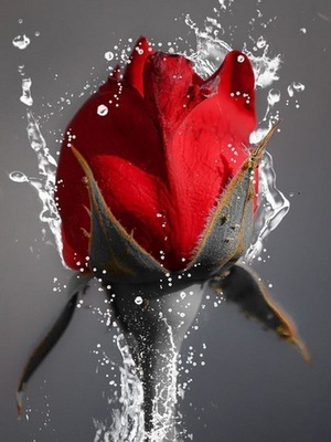 Obraz diamentowy 5D malowanie kwiat czerwonej róży