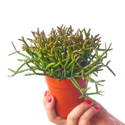 RHIPSALIS BURCHELLII egzotyczny zwisający PATYCZAK Ripsalis rozmiar M