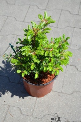 Abies koreana Jodła koreańska 30-40 cm 3L