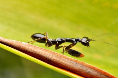 Modliszka Mrówka Odontomantis planiceps L2-3
