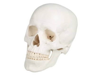 Model anatomiczny czaszki CZASZKA 3 części 1:1