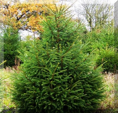 Świerk pospolity(picea abies)40-50cm