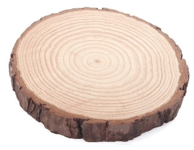 PLASTER drewna z widocznymi słojami 12-15 cm