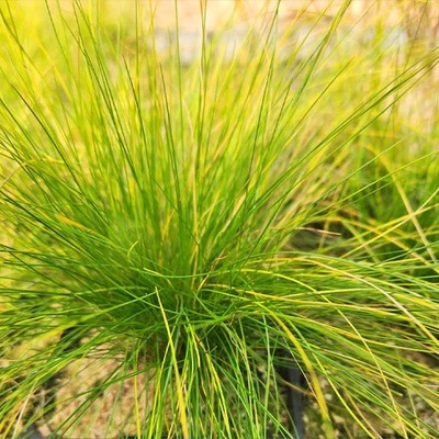 Csenkesz 'Walberla' P9/C1