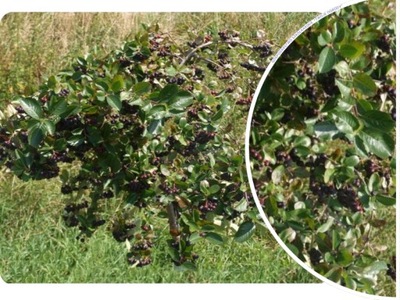 ARONIA 'Aronia melanocarpa' WIELKOOWOCOWA